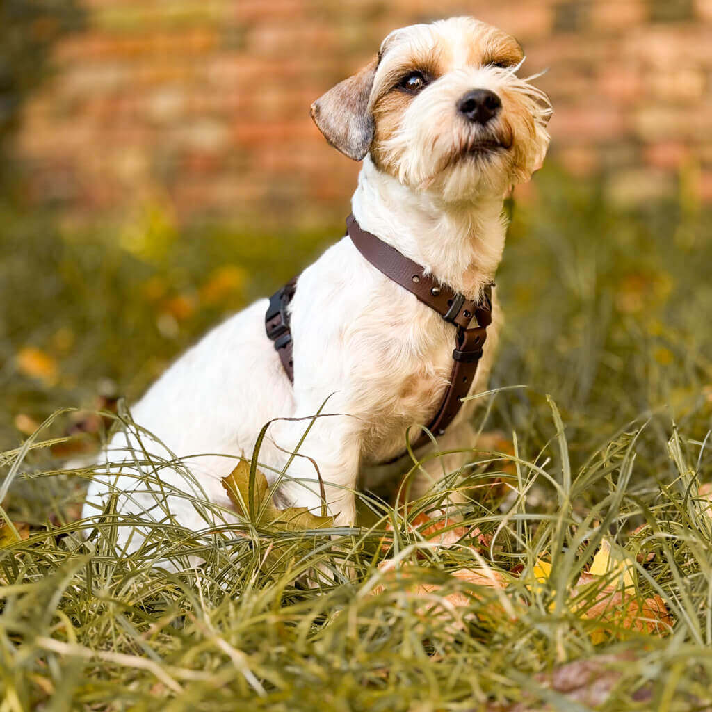 Canine Quest - biothane anatomiski pareizi iemaukti suņiem