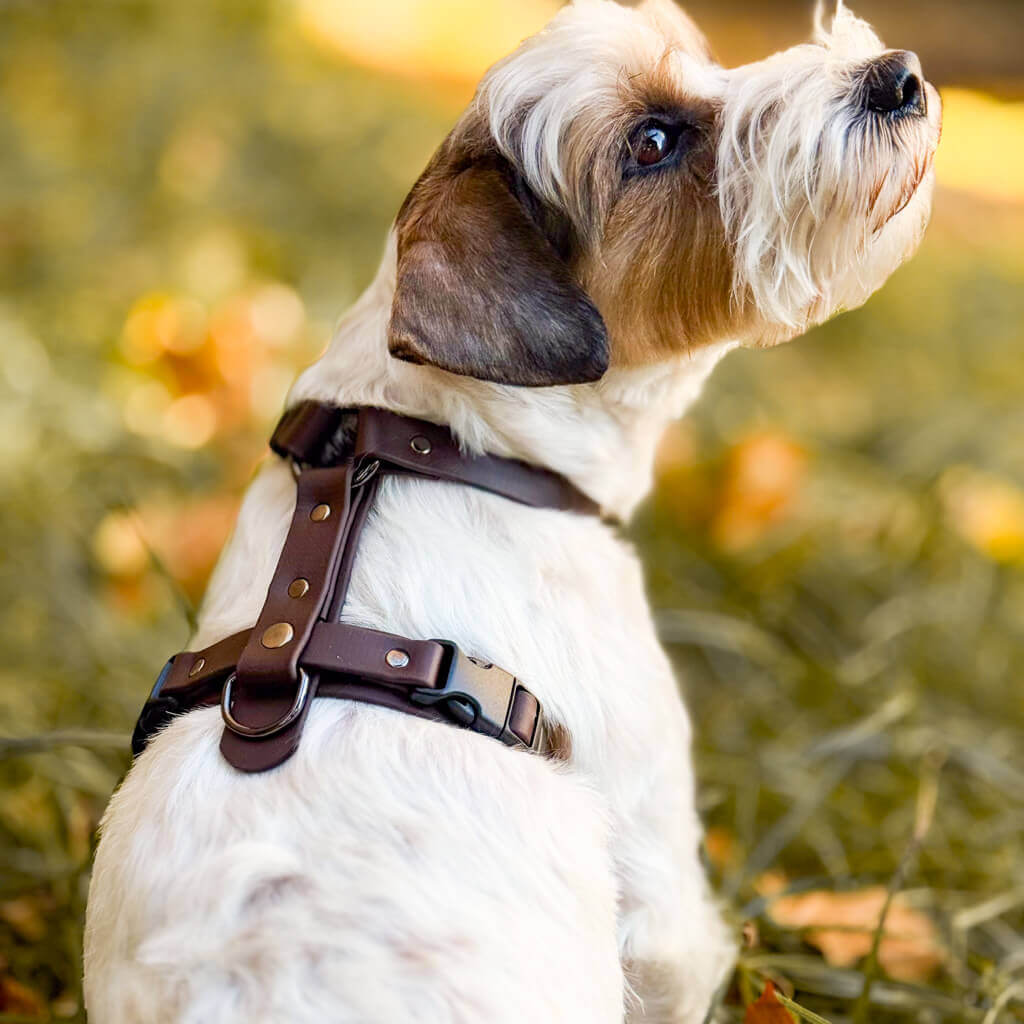 Canine Quest - biothane anatomiski pareizi iemaukti suņiem