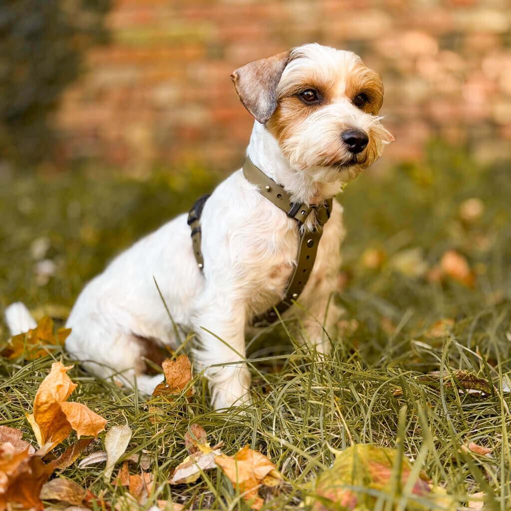 Canine Quest - biothane anatomiski pareizi iemaukti suņiem