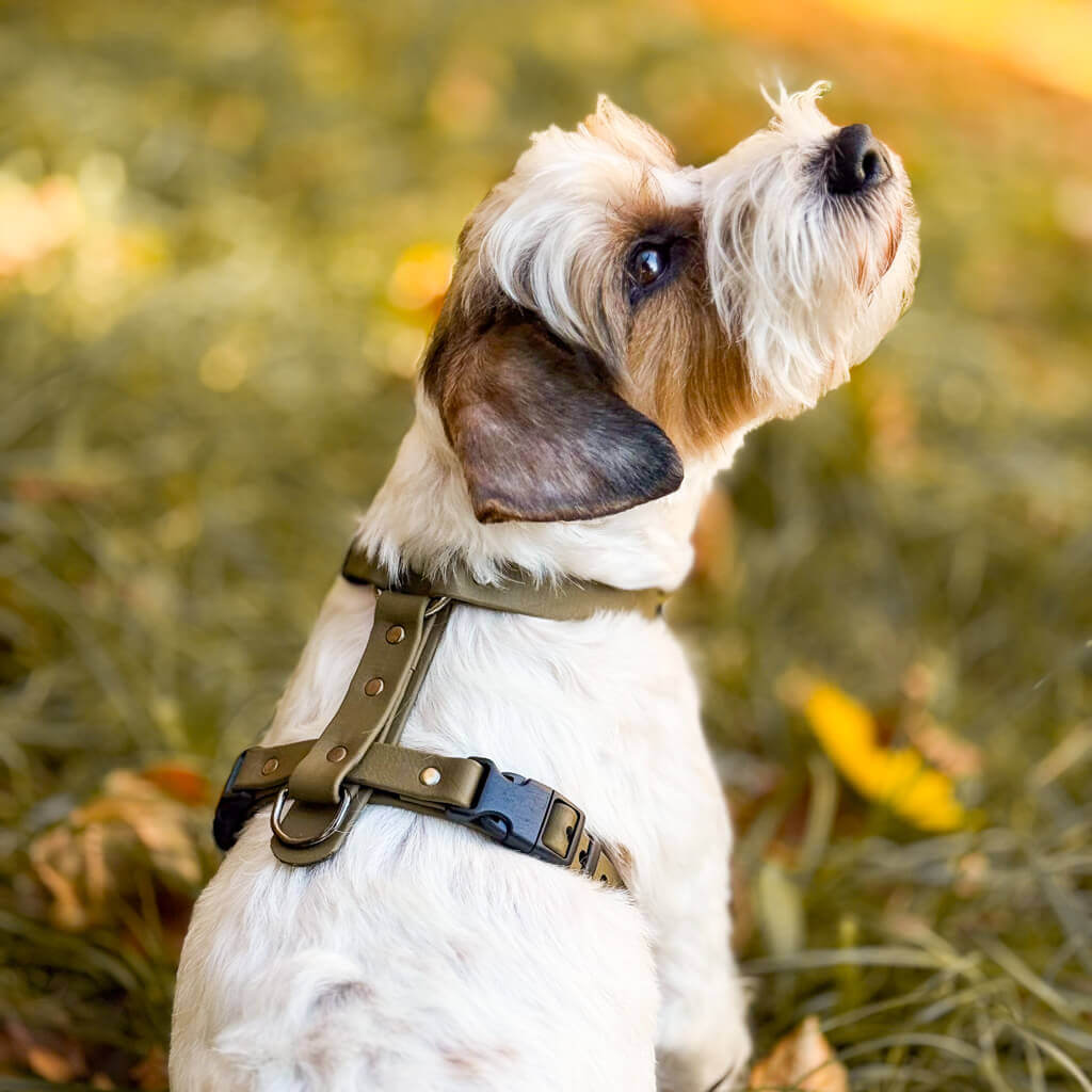 Canine Quest - biothane anatomiski pareizi iemaukti suņiem