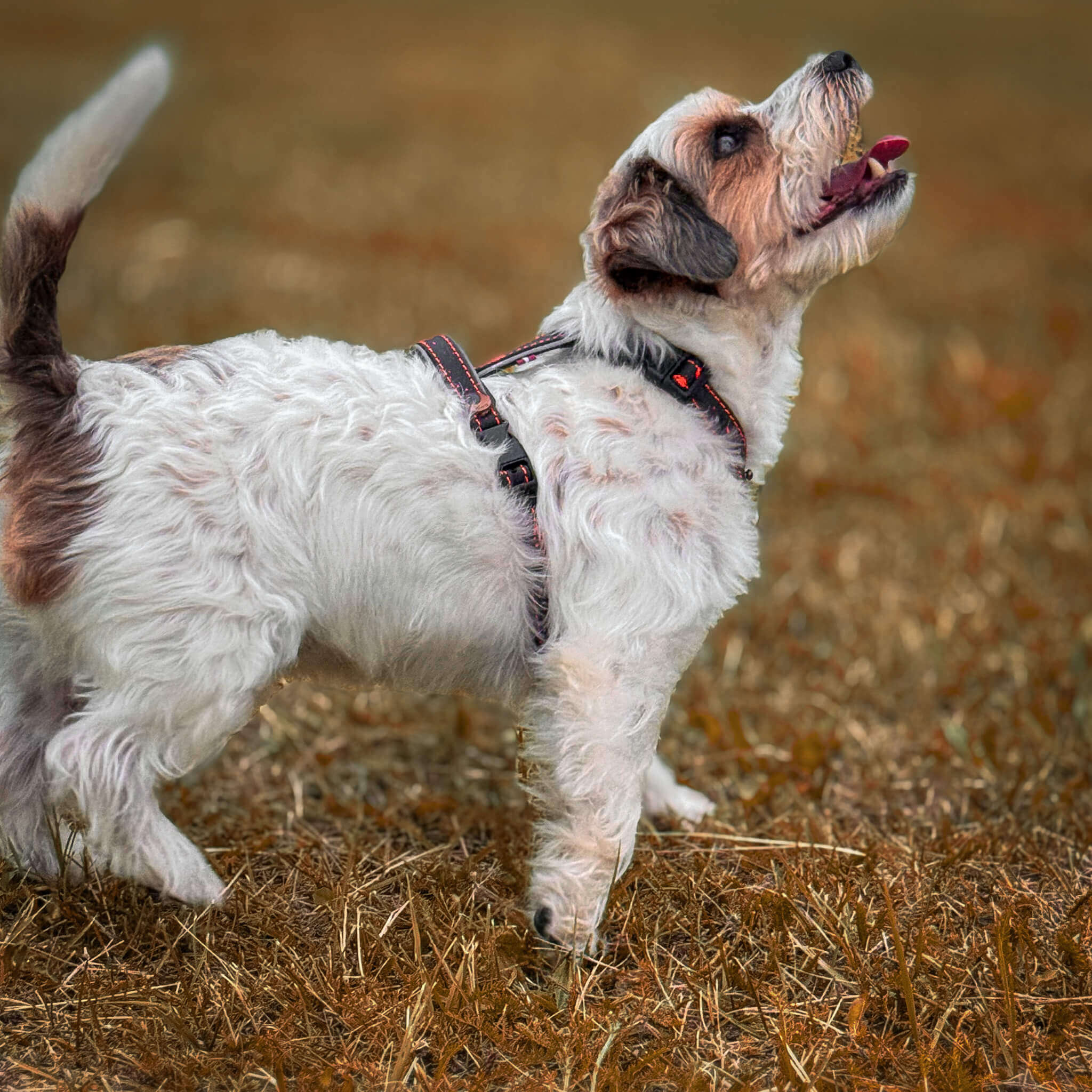 EasyFit Anatomical Waterproof Dog Harness - Pink