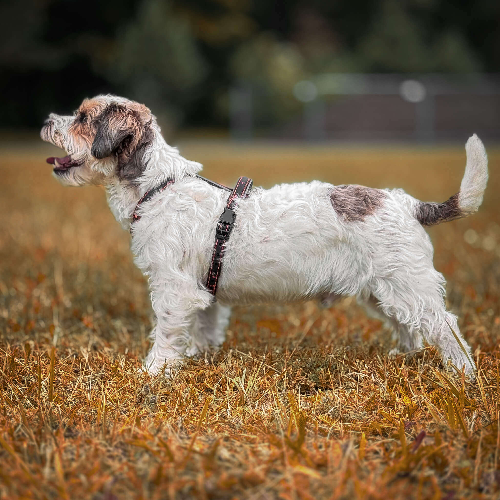 EasyFit Anatomical Waterproof Dog Harness - Pink
