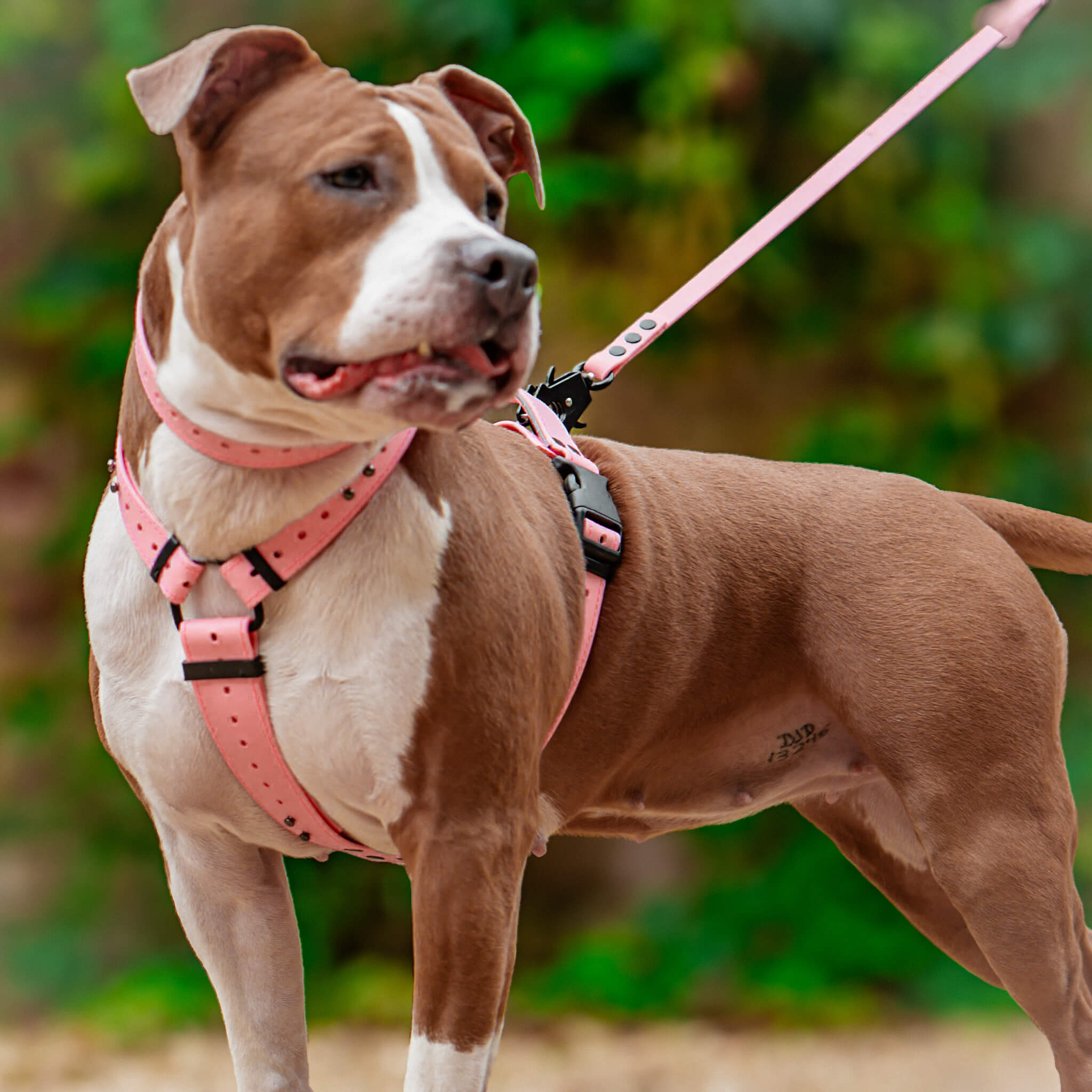 EasyFit Anatomical Y/H Harness – Waterproof & Cold-Resistant for Dogs - Lime mint green