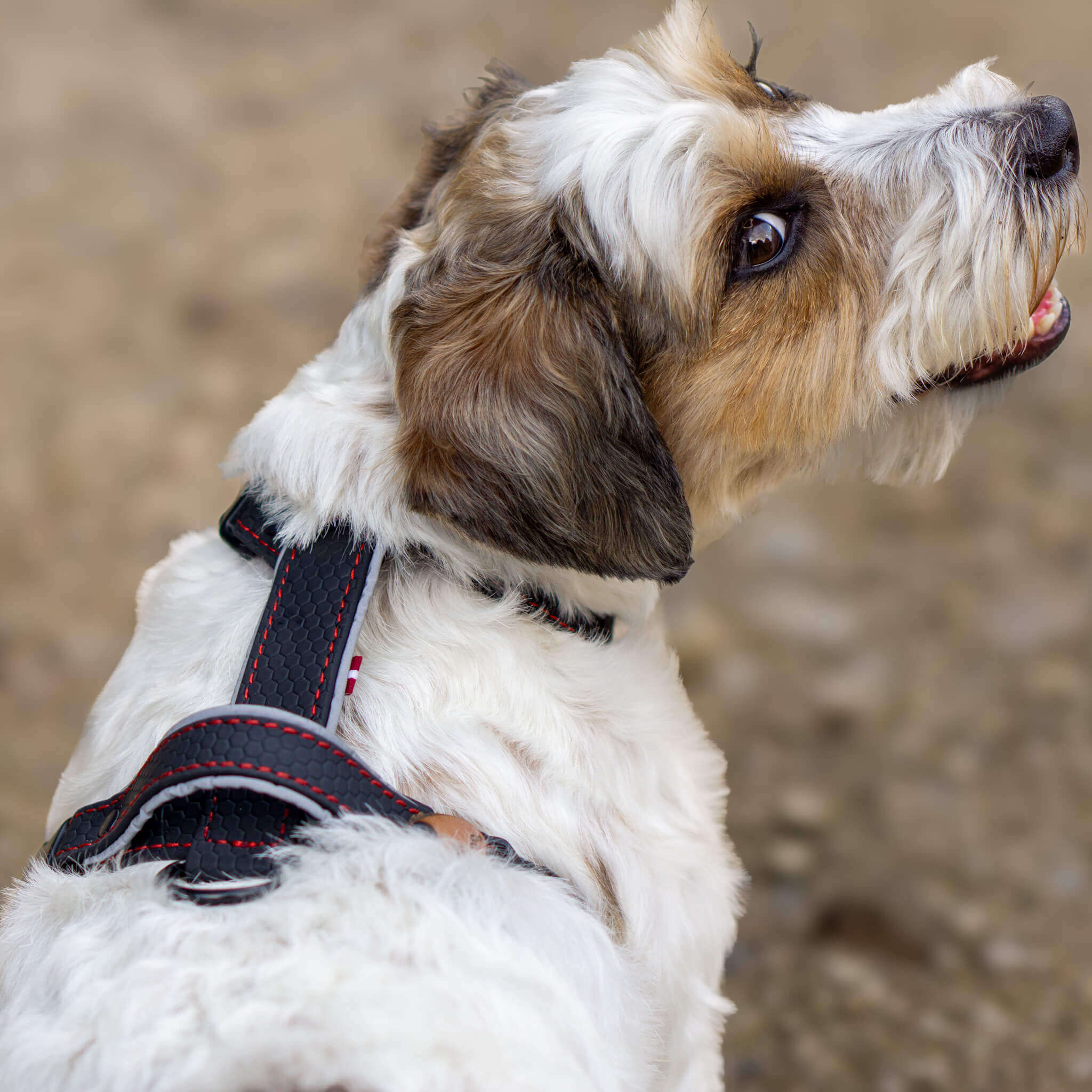 EasyFit Dog Harness – Lightweight, Reflective and Comfortable
