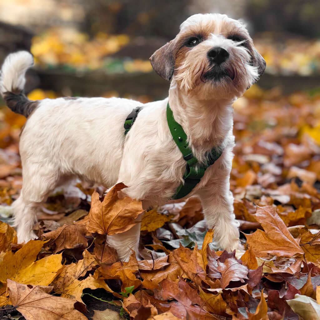 Active dog wearing a green Hexa harness, surrounded by colorful autumn leaves.