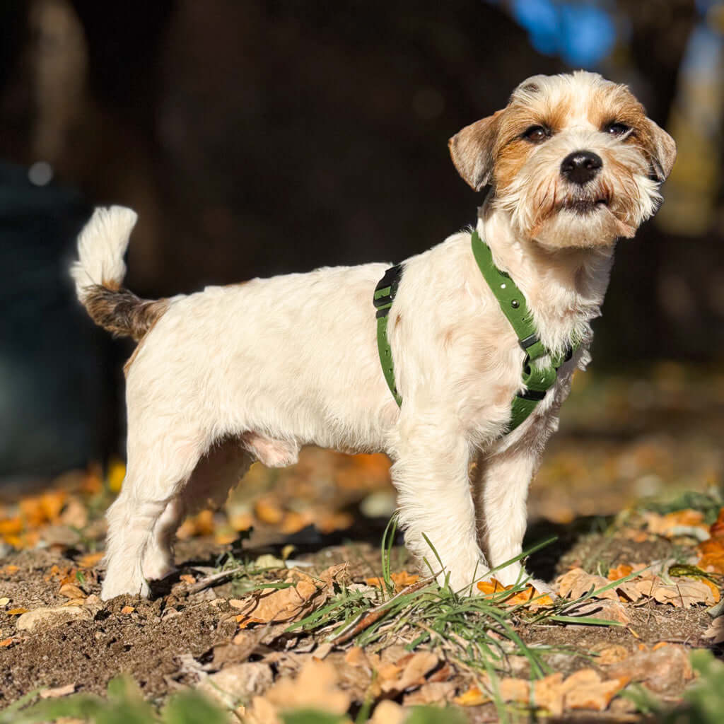 A small dog wearing a green Hexa harness, showcasing comfort and style outdoors.