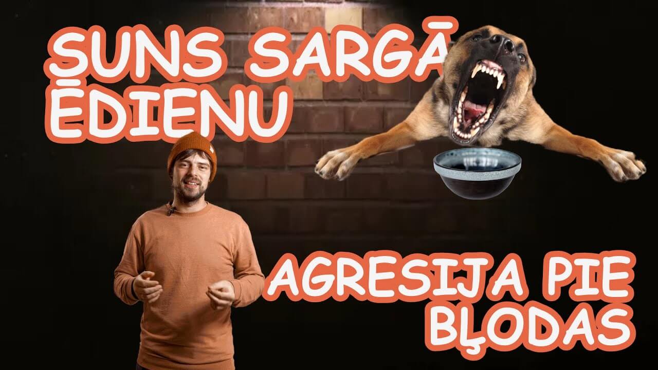 Suns sargā ēdienu / Agresija pie bļodas - ObiDog