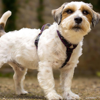 EasyFit Dog Harness – Lightweight, Reflective and Comfortable