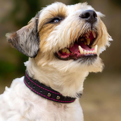 EasyFit ūdensdroša kakla siksna suņiem