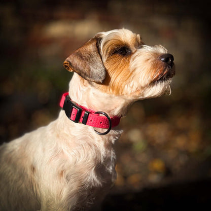 Hexa waterproof neck strap for dogs