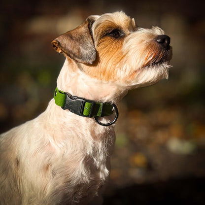 Hexa waterproof neck strap for dogs