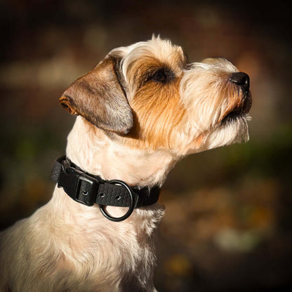 Hexa waterproof neck strap for dogs
