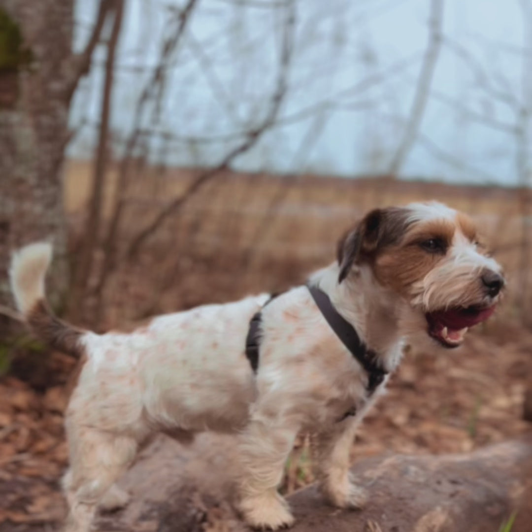 Ielādēt video: Trail Trekker: Biothane anatomiski pareizi iemaukti suņiem